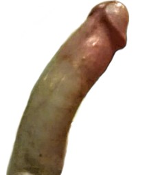 bschneider